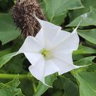 Datura stramonium (Figueira do diabo) - Sementes