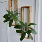 Decoração com Plantas Artificiais Conjunto de 3 Mini Arbustos Linha Premium Para Decorar Floreiras - DE0124
