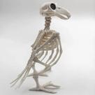 Decoração De Halloween: Corvo Esqueleto De Plástico, Adereço De Animal, Esqueleto De Pássaro Corvo