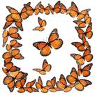 Decoração de parede Monarch Butterfly Halloween 48 unidades