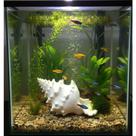 Decoração para Aquario - Enfeite Concha