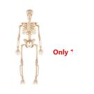 Decorações De Halloween: Mini Esqueletos De Caveira (5 Peças) Para Pendurar Em Festas E Artesanato Decorações De Halloween: Mini Esqueletos De Caveira (5 Peças) Para Pendurar Em Festas E Artesanato