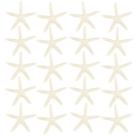 Decorative Starfish Jangostor 20 peças de conchas brancas de 6,35 a 10 cm