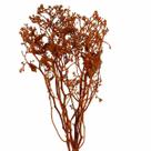Dedo De Anjo Laranja Flor Desidratada Buque Flores Secas