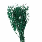 Dedo De Anjo Verde Flor Desidratada Buque Flores Secas