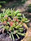 Delosperma Napiforme - Muda Formada de Suculenta