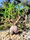 Delosperma Napiforme - Suculenta com Raiz Tuberosa e Flores Vibrantes