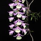 Dendrobium Aphyllum ou Pierardii - Orquídea em Toco de Sansão do Campo