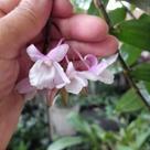 Dendrobium cumulatum