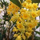 Dendrobium densiflorum