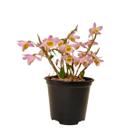 Dendrobium Loddigesii Touceirinha Orquídea De Coleção Dendrobium Loddigesii Touceirinha Orquídea De Coleção