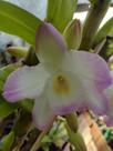 Dendrobium nobile CORES DIVERSAS