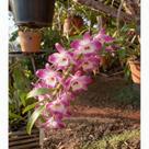 Dendrobium Nobile Rosa com Miolo Branco no Toco - Orquídea Olho de Boneca