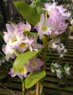 Dendrobium Nobile Sweet Rose - Orquídea Adulto com Bulbos