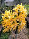 Dendrobium Stardust 'Chiyomi' - Orquídea Híbrida com Flores Vibrantes