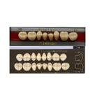 Dente Dent Clean Posterior 30L Inferior - Imodonto