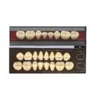Dente Dent Clean Posterior 32L Inferior - Imodonto