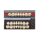 Dente Dent Clean Posterior 32M Superior - Imodonto