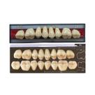 Dente Dent Clean Posterior 36L Superior - Imodonto