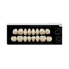 Dente Platinum Tri 03 Camadas Posterior PM3 Superior - Imodonto