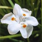 Dietes bicolor (Moréia) - Sementes