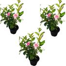 dipladenia flor rosa adulta com vaso combo com 3uni