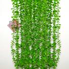 Dischidia Planta Artificial PendenteArranjo Folha Permanente Dischidia Planta Artificial PendenteArranjo Folha Permanente
