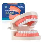 Display de ensino de tipodontes para adultos Dental Model LA MIERE