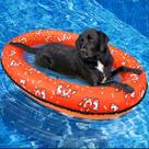 Dog Pool Float UJG 55x35" para cães pequenos, médios e grandes