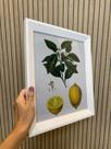 Duo de Quadros botânica frutas laranja limão vintage 36,5x31cm moldura chandrada branca e vidro Duo de Quadros botânica frutas laranja limão vintage 36,5x31cm moldura chandrada branca e vidro