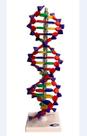 Dupla Hélice de DNA com 40cm.
