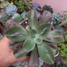 Echeveria Baron Bold pote 11 Echeveria Baron Bold pote 11