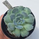 Echeveria Hialina Ice - Muda de Suculenta Compacta em Vaso 09