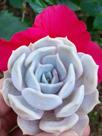 Echeveria Lilacina Echeveria Lilacina