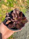 Echeveria oaxaca