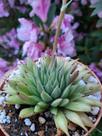 Echeveria silver star Echeveria silver star