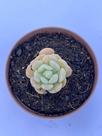 Echeveria Spring Jade suculenta