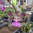 Encyclia cordigera