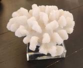Enfeite Coral em forma de dedo ramificado Branco em relevos