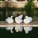 Enfeite Decoração De Jardim Miniatura Trio De Cisne