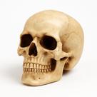 Enfeite Decorativo Cabeça Crânio Caveira Realista Médio 9CM Presente Halloween Anatomia Óssea