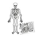 Enfeite Decorativo De Halloween - Esqueleto Articulado - 1,20m - 1 unidade - Cromus - Rizzo