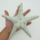 Enfeite Decorativo Estrela Do Mar Casa Praia Mar Resina 22cm Enfeite Decorativo Estrela Do Mar Casa Praia Mar Resina 22cm