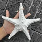 Enfeite Decorativo Estrela Do Mar Resina Casa Praia Mar 22cm Enfeite Decorativo Estrela Do Mar Resina Casa Praia Mar 22cm