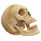 Enfeite Halloween Cranio Caveira Esqueleto Gargalhada Assustadora Maxilar Articulado Sensor Movimento