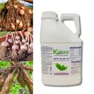 Enraizador Fertilizante liquido concentrado Npk 08.28.16 -Galão de 5Lts (Rende 1000lts) - KOICCY