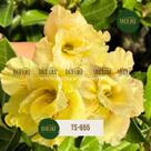 Enxerto de rosa do deserto amarela dobrada ts655