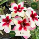 Enxerto Rosa Do Deserto BRANCA DE MIOLO VERMELHA R19 SINGELA