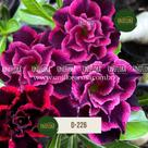 ENXERTO Rosa do Deserto DE FLOR DOBRADA ROXA COM BORDAS DESTACADAS D226