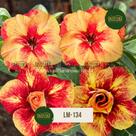 ENXERTO Rosa do Deserto DOBRADA TONS CORAIS LARANJA LM134